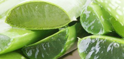Aloe-vera-comment-bien-le-conserver_exact1900x908_l