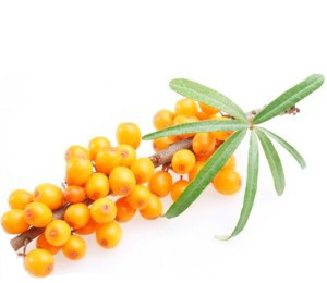 argousier-bio-antioxydant-naturel-huile-fruit-bio-cancer-jus-sirop-agoji-david-hervy-leo-neil-16